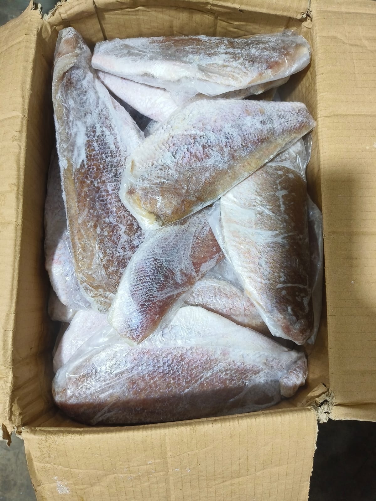 Ikan Kakap Merah